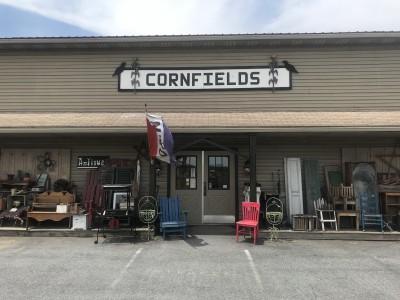 Cornfields, New Holland, Pennsylvania