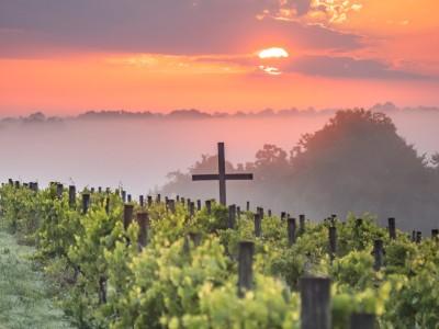 Chenault Vineyards, Richmond, Kentucky