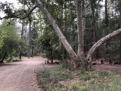 Rose Creek Campground