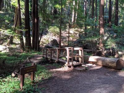 Butano State Park, Pescadero, California