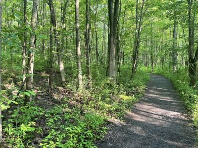 Sacred Grove