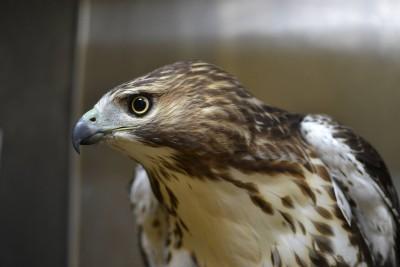 Wild Bird Fund, New York, New York