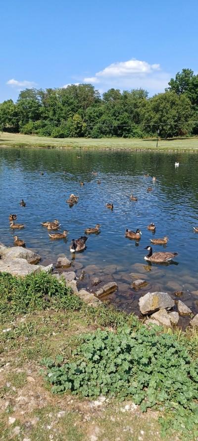 Dykeman Springs