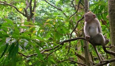Monkey Jungle, Miami, Florida