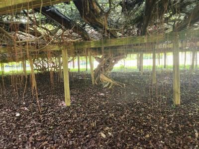 The Mother Vine