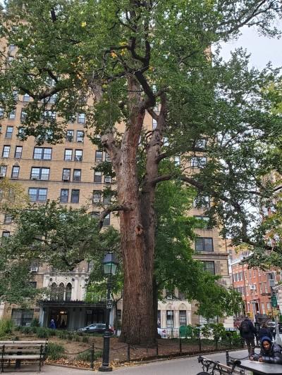 Hangman's Elm, New York, New York