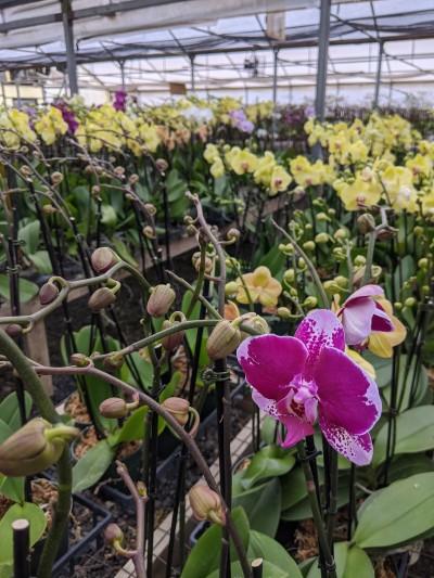The Orchid Station, Barboursville, Virginia