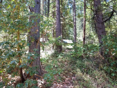 Camp Pendola