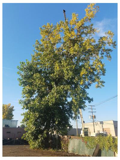 Big Mike's Used Auto Parts023