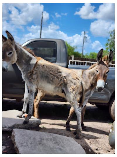 La casa del burro, Brownsville, Texas