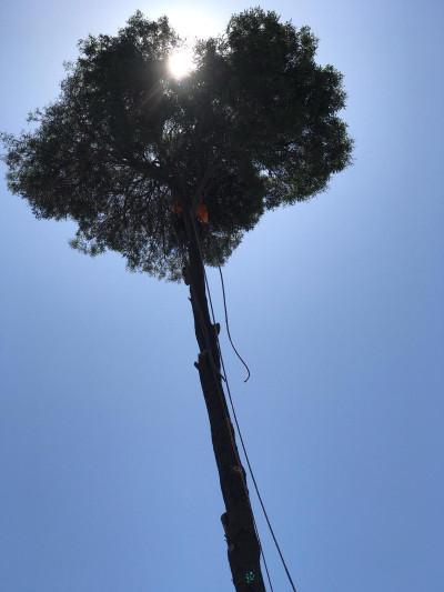 Moreno Hauling Tree Service