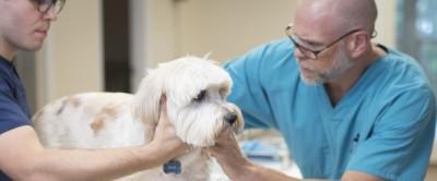 Pine Street Animal Hospital, Spartanburg, South Carolina