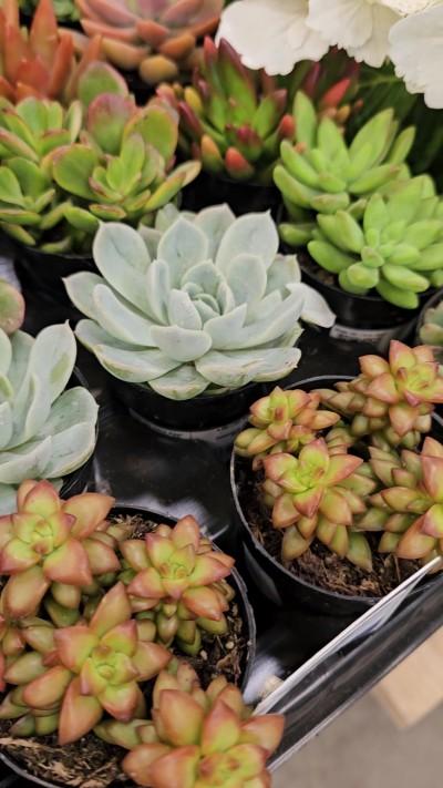 Lowe's Garden Center, Santa Clarita, California