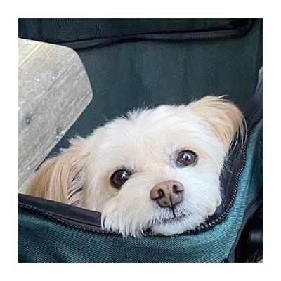 Imperial Beach Pet Hospital & Urgent Care