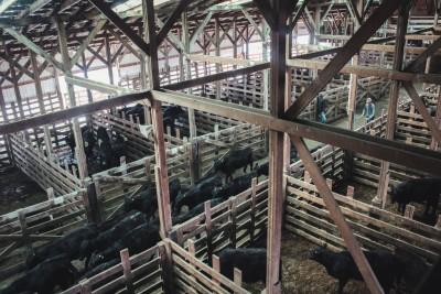 Cottonwood Livestock Auction