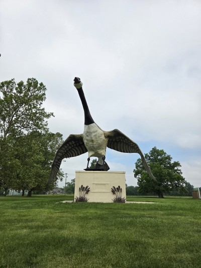 Maxie, the World's Largest Goose