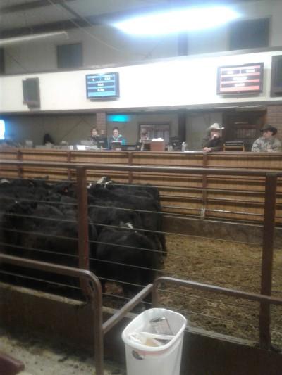 Faith Livestock Auction