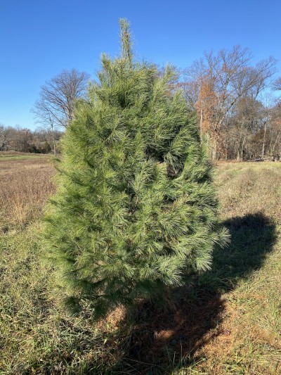 Clemsonville Christmas Tree Farm