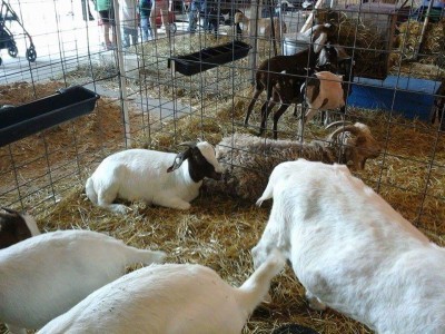 Wayne County Fair NY