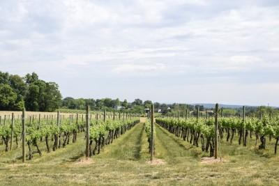 Waltz Vineyards Estate Winery, Manheim, Pennsylvania