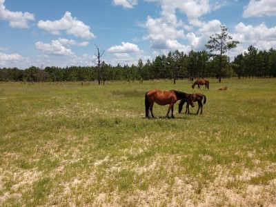 Peason Ridge Wildlife Management Area