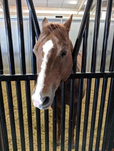 Silver Spurs Equine
