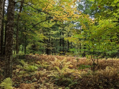 Thetford Hill State Park