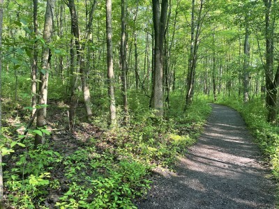Sacred Grove