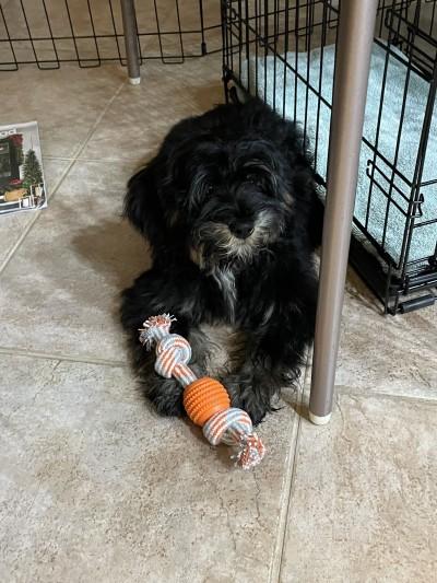 Sanlando Springs Animal Hospital