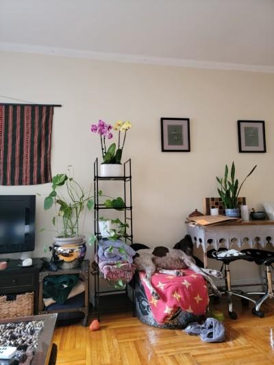 Hibiscus Flowershop, Brooklyn, New York