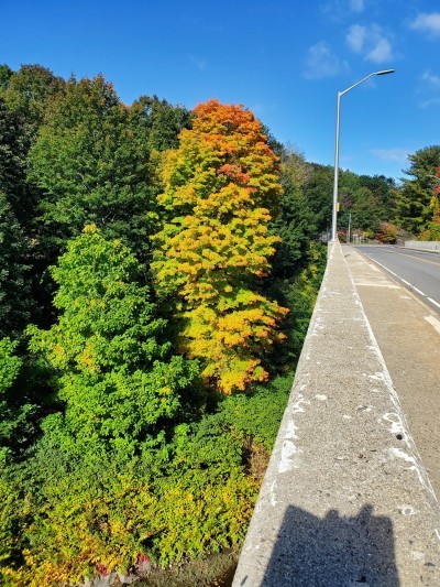 Reynolds Bridge