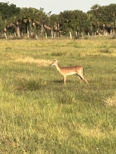 Dinner Island Ranch Wildlife Management Area