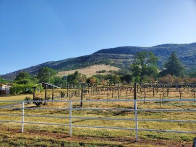 Mt Bullion Vineyard
