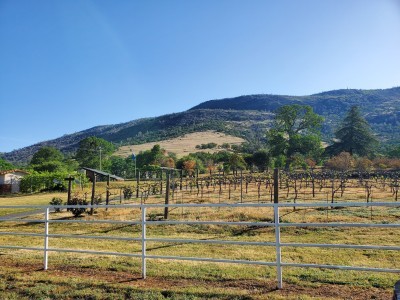 Mt Bullion Vineyard