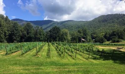 Shooting Creek Vines
