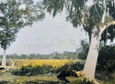 Pecan Island