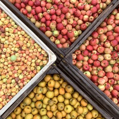 Vintage Virginia Apples